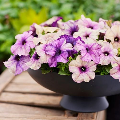 Petunia 'Blueberry Shake' produces masses of multi-coloured blooms in purple and cream shades.