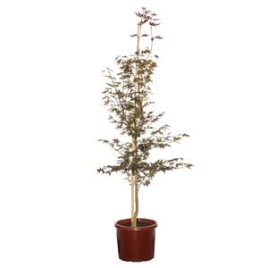 330mm Purple Japanese Maple - Acer palmatum Atropurpureum