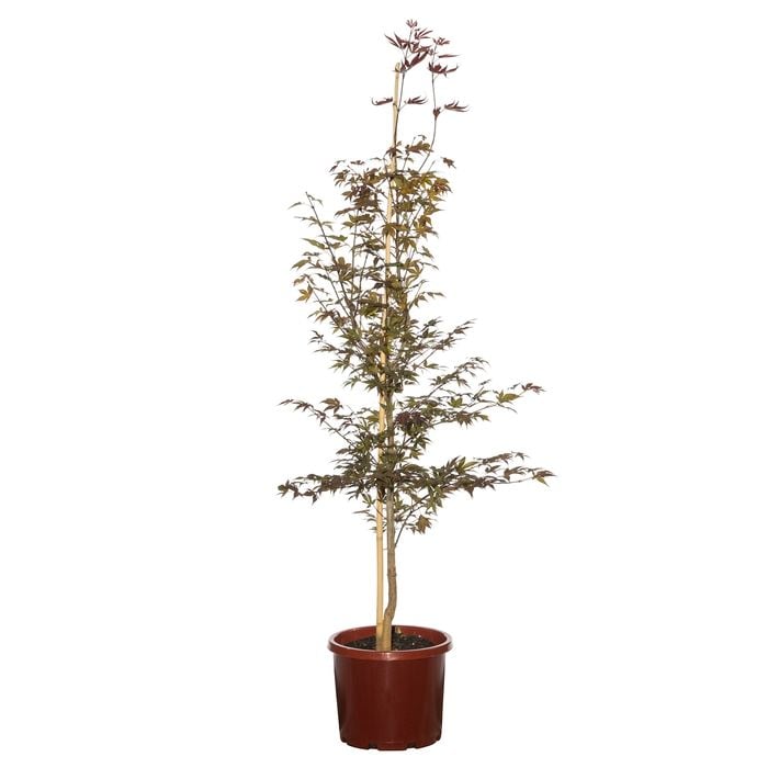 330mm Purple Japanese Maple - Acer palmatum Atropurpureum