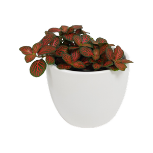 90mm Assorted Table Top Plants In Ceramic Pot