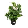 170mm Monstera Monkey Mask - Monstera adansonii Monkey Mask