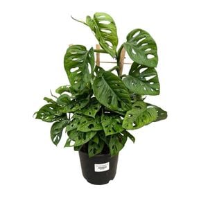170mm Monstera Monkey Mask - Monstera adansonii Monkey Mask