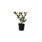 140mm Florida Gardenia - Gardenia augusta