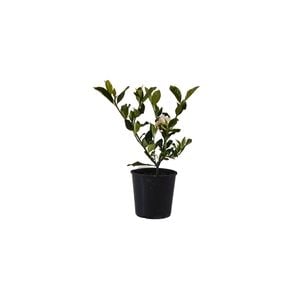 140mm Florida Gardenia - Gardenia augusta