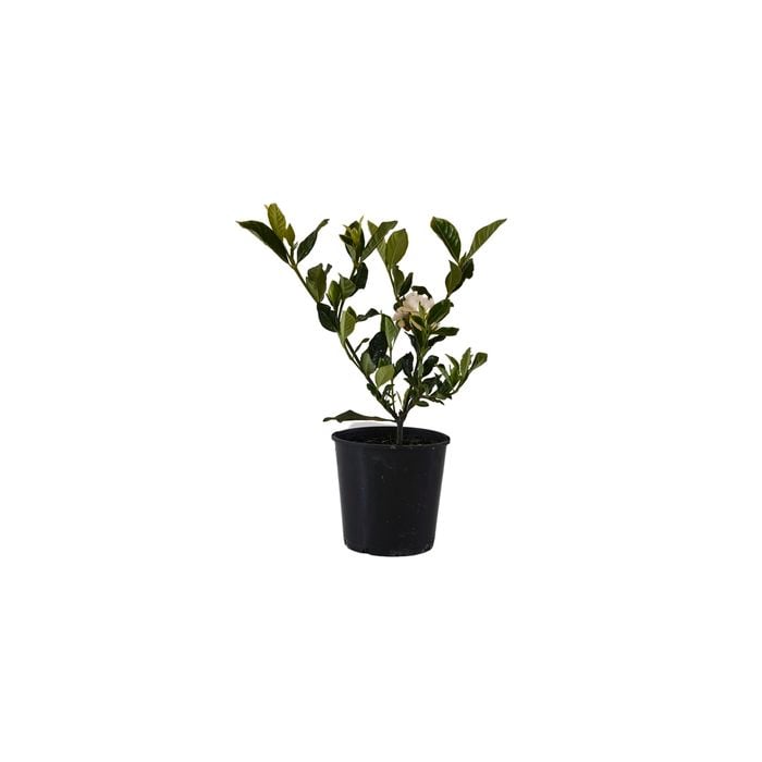 140mm Florida Gardenia - Gardenia augusta