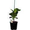 170mm Fiddle Leaf Fig - Ficus Lyrata
