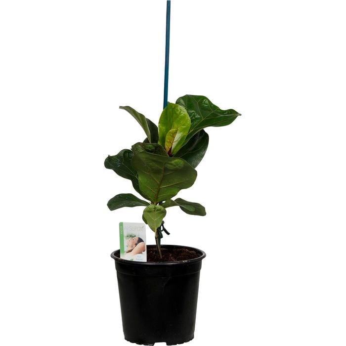 170mm Fiddle Leaf Fig - Ficus Lyrata