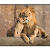 Male African Lion Is Cuddled  Print 100% Australian Made 90x60cm  (Poster)