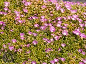 Round baby pigface with purple and white flowers