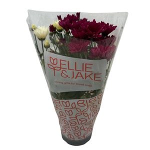 Gardening Solutionz 15cm Ellie & Jake Chrysanthemum Assorted