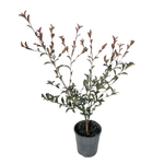 140mm Camellia Petite White Paradise - Camellia sasanqua