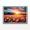 Cosmos Flower Field in Sunset  Print 100% Australian Made 90x60cm  (Poster)