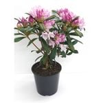 6L Rhododendron - Genus rhododendron