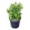 4L Dwarf Pohutukawa - Metrosideros Dalese