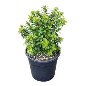4L Dwarf Pohutukawa - Metrosideros Dalese