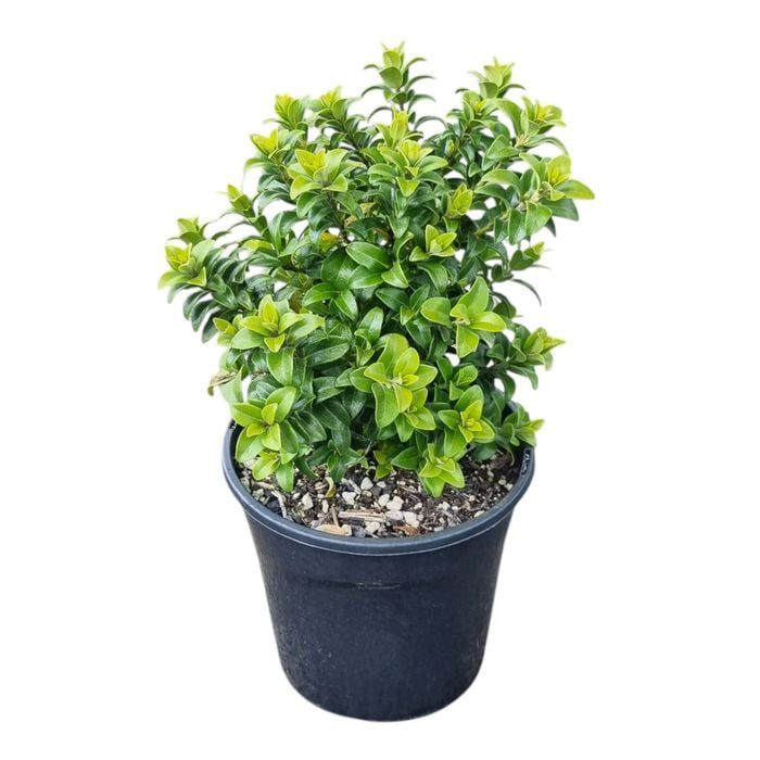 4L Dwarf Pohutukawa - Metrosideros Dalese