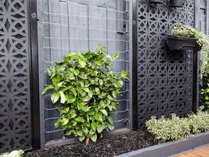 Wire espalier trellis with plants.