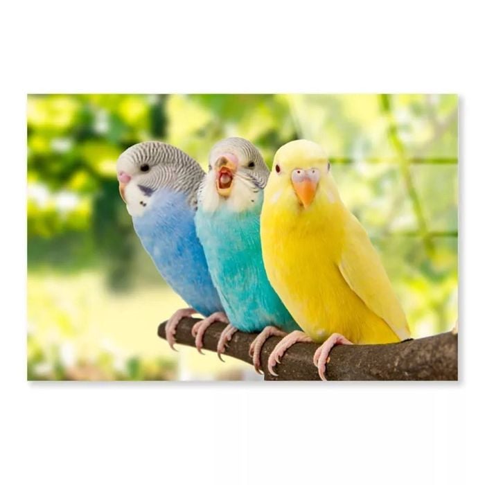 Budgies Birds On Branch  Print 100% Australian Made 150 x 100cm  (Acrylic)
