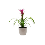120mm Bromeliad - Bromeliaceae in Ceramic Pot