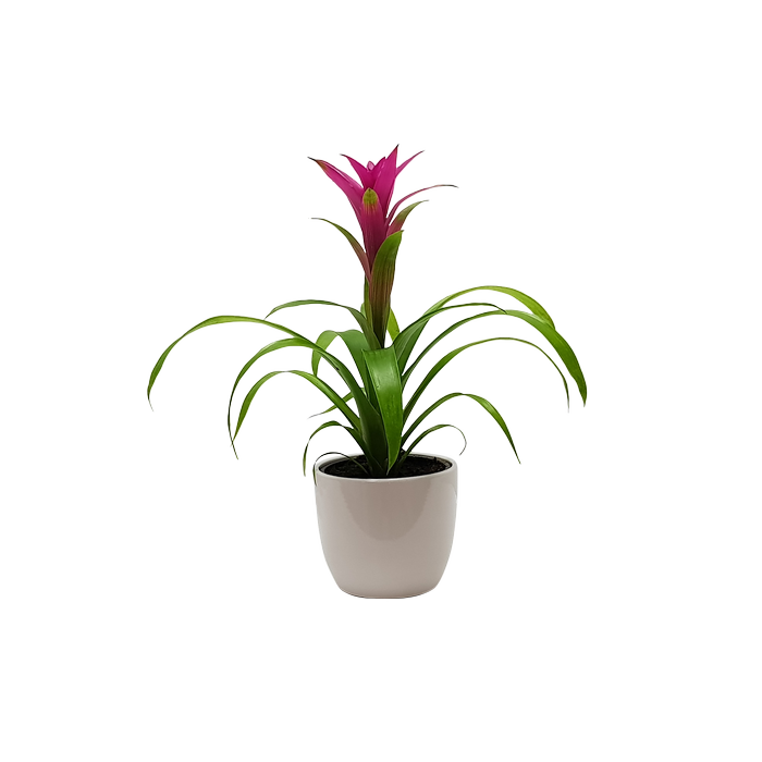 120mm Bromeliad - Bromeliaceae in Ceramic Pot