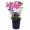 140mm Dianthus - Candy floss Mauve