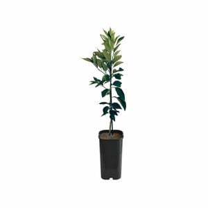 4L Tangelo Orlando Grafted - Citrus reticulata Paradisi