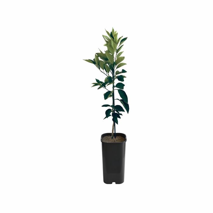 4L Tangelo Orlando Grafted - Citrus reticulata Paradisi