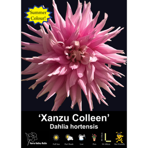 Yarra Valley Bulbs Xanzu Colleen - 1 Pack