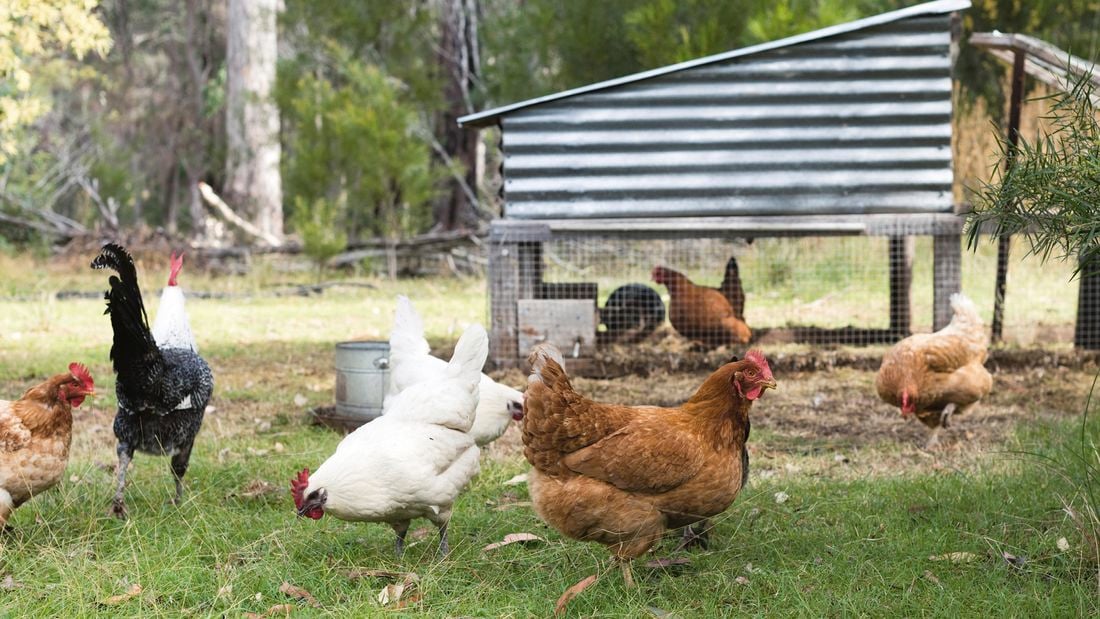 White and brown chickens roam in an outdoor setting in the grass.
