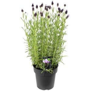 200mm Lavender Big Bird - Lavandula pedunculata