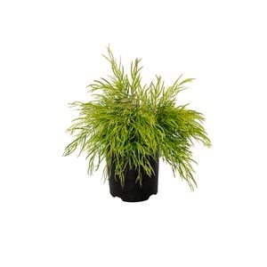 140mm Acacia Bower Beauty - Acacia cognata