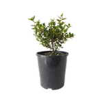 140mm Correa Coral Chimes - Correa pulchella