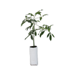 6L Planter Bag Avocado Reed - Persea americana