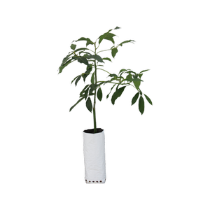 6L Planter Bag Avocado Reed - Persea americana