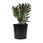 200mm Leucadendron - Leucadendron Safari Sunset