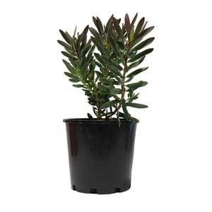 200mm Leucadendron - Leucadendron Safari Sunset