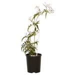 Climbing Plants