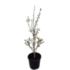 20L Magnolia Royal Star - Magnolia stellata Royal Star