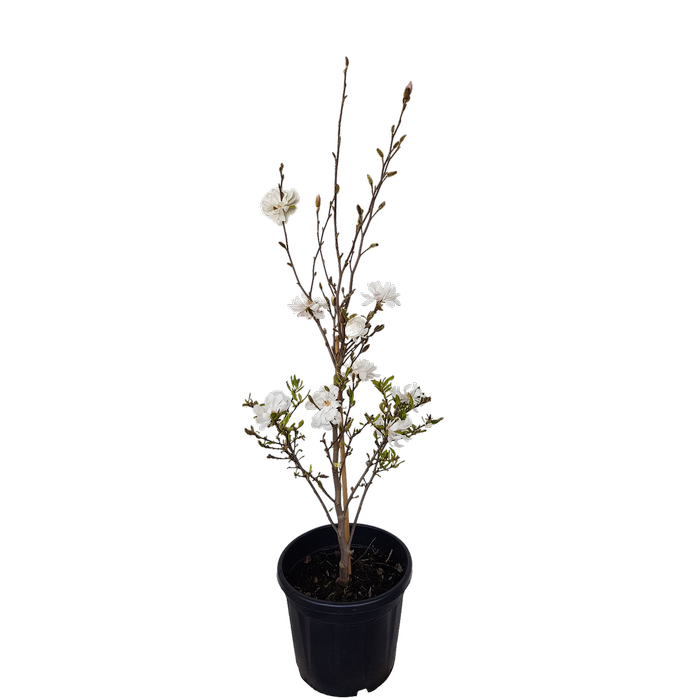 20L Magnolia Royal Star - Magnolia stellata Royal Star