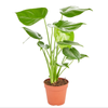 120mm Fruit Salad Plant - Monstera deliciosa