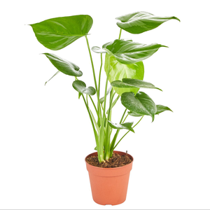 120mm Fruit Salad Plant - Monstera deliciosa