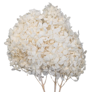 Blooms of Joy 40cm White Hydrangea Preserved