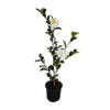 1L Camellia - Camellia sasanqua Setsugekka