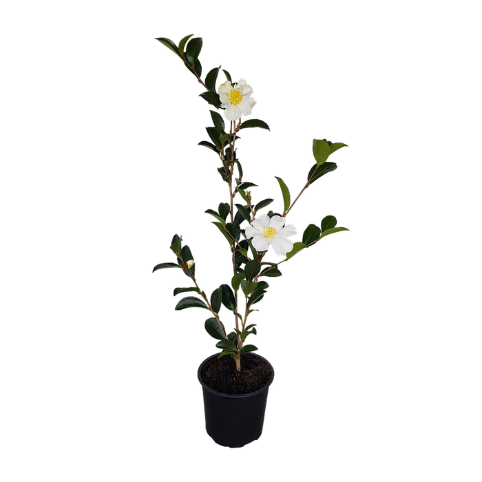 1L Camellia - Camellia sasanqua Setsugekka