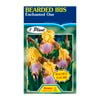 Fiesta Flower Bulbs Iris Germanica Enchanted One Bulb