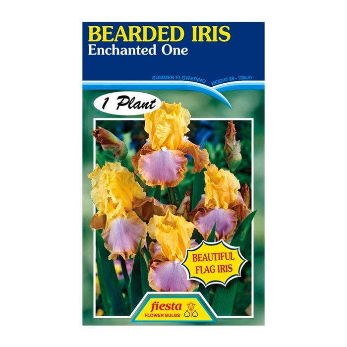 Fiesta Flower Bulbs Iris Germanica Enchanted One Bulb