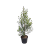30L Greek Olive - Olea el Greco
