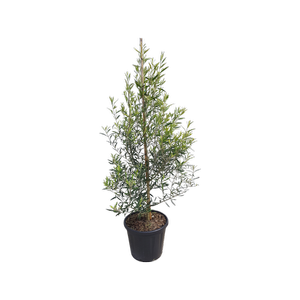 30L Greek Olive - Olea el Greco
