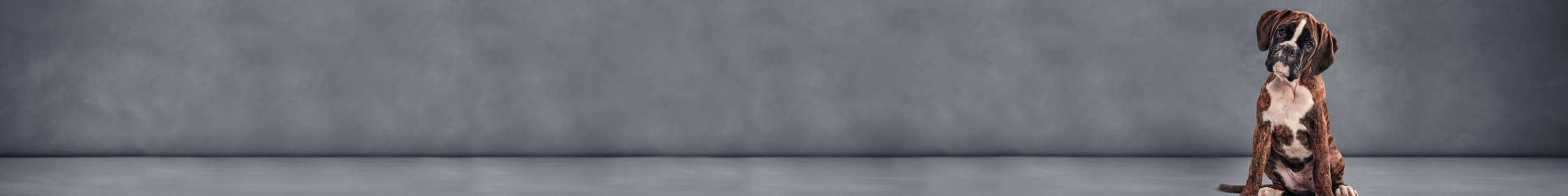 Puppy sitting with grey background.
