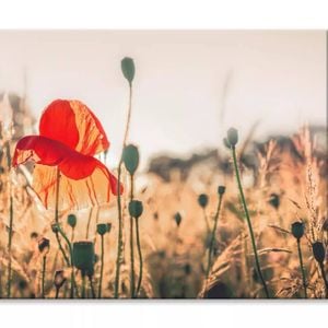 Poppy Plants in The Evening Light  Print 100% Australian Made 120 x 90cm  (Stretched)